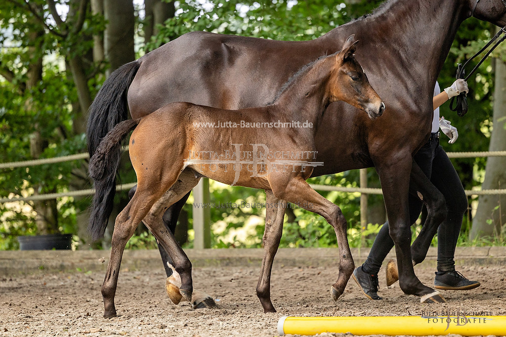 Preview 23-FCWest_Rheinpfalz_JB_26886.jpg