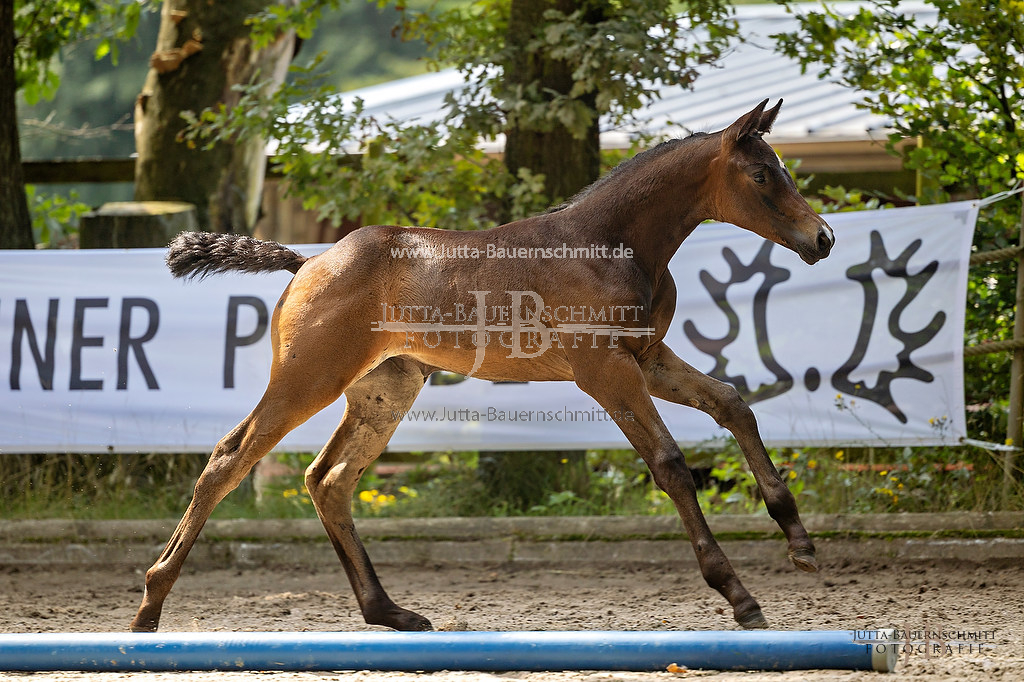 Preview 23-FCWest_Rheinpfalz_JB_26995.jpg